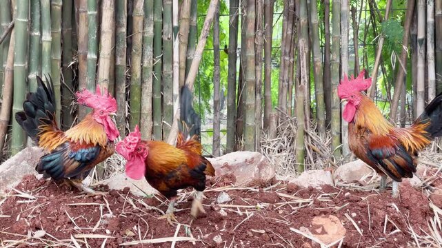 three rooster hanging out in nature in the afternoon, red junglefowl walking away from the group, close up chicken behaviour in free range