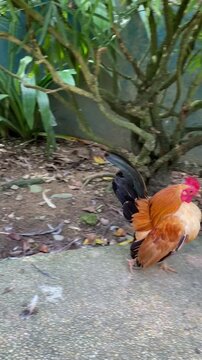 rooster walking and flapping wings, chicken with vibrant plumage colors, serama chicken in the park