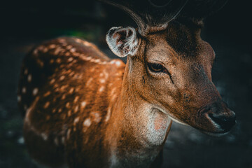 Reh © Tobias
