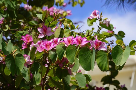 Orchid tree, or Bauhinia variegata pink flowers