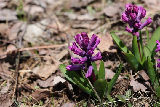 Jolie fleur de jacinthe rose, Hyacinthus