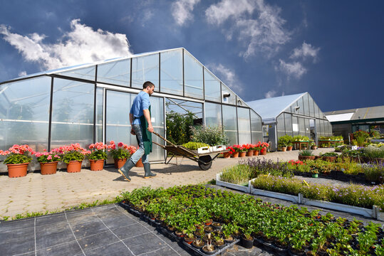 Gardeners working in agriculture - growing and harvesting vegetables in the fields and greenhouses