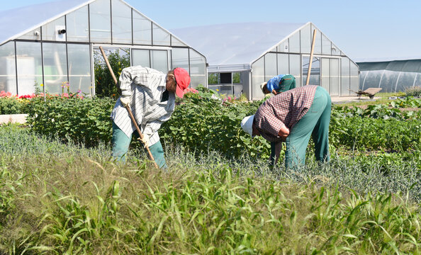 Gardeners working in agriculture - growing and harvesting vegetables in the fields and greenhouses