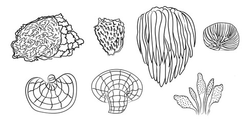 Medicinal Mushrooms Botanical Line Art Set — Reishi, Chaga, Lion's Mane, Cordyceps in black vector line. © Cibula