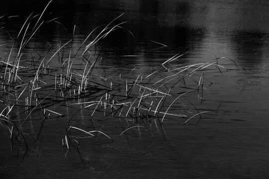 Juncos Silvestres Reflejados en Agua Oscura en Blanco y Negro