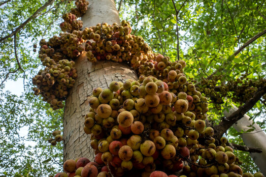 Close up of Ficus nota fruit on its tree trunk, a type of fig tree found in Yogyakarta, Indonesia