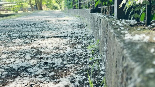 Thick white poplar fluff covers a park walkway next to a concrete curb. This snowy summer scene evokes a dreamy, peaceful mood despite causing annoying seasonal allergies.