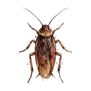 This watercolor cockroach illustration shows detailed brown tones