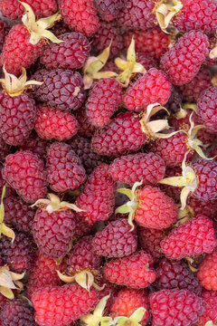 Macro Top View of Red Raspberry Fruit Isolated by Full Frame Composition- vertical fhoto