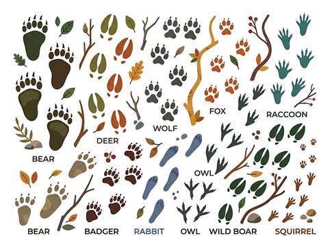 Collection of animal footprints and nature elements