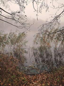 Solitary riverbank in late autumn fog with fallen leaves in the foreground