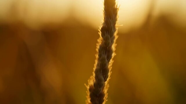 Golden-hour close-up of wild grass seedhead mid-sequence showing backlit rimlight and gentle sway
