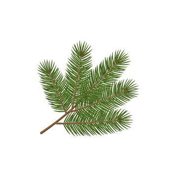 A pine branch with green needles resting against a white backdrop