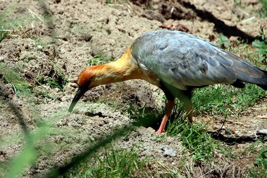 ibis