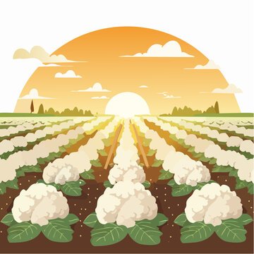 Blumenkohlfeld bei Sonnenaufgang