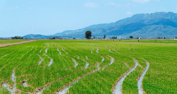 flooded rice fields cover the Ebro Delta