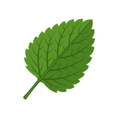 A single green mint leaf is isolated on a white background © rcristi