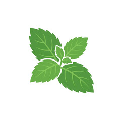 Fresh mint leaf cluster rests on a white background with simplicity © reksary