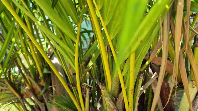 Low angle shot of a lush yellow areca palm tree cluster growing in the garden