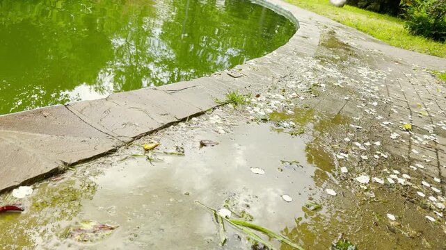 White petals scatter across a wet stone walkway. Rainwater puddles form next to the curved edge of a green park pond.