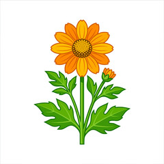 Obraz premium A vibrant orange flower illustration on white