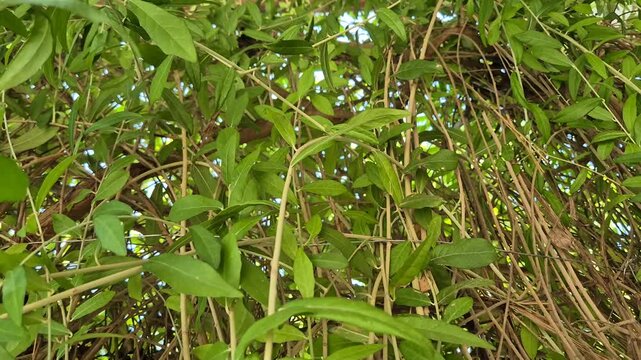 Close up shot of lush green lee kuan yew creeper plants hanging and growing downwards