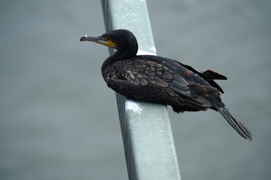 Der Kormoran von der Hohenzollernbr&uuml;cke in k&ouml;ln Deutz.