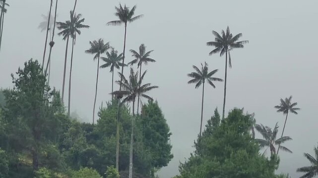 Majestic quindio wax palm trees standing tall amidst the dense jungle and rolling hills of cocora valley, colombia, enveloped in fog
