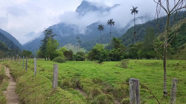 Idyllic view of the cocora valley in cocora valley, colombia. Green mountains covered in fog with tall wax palm trees, the national tree of the country