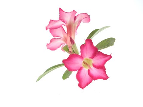 Beautiful pink adenium obesum blossoms, commonly known as desert rose or frangipani kamboja jepang, featuring green leaves and delicate petals, perfectly isolated on a clean white background