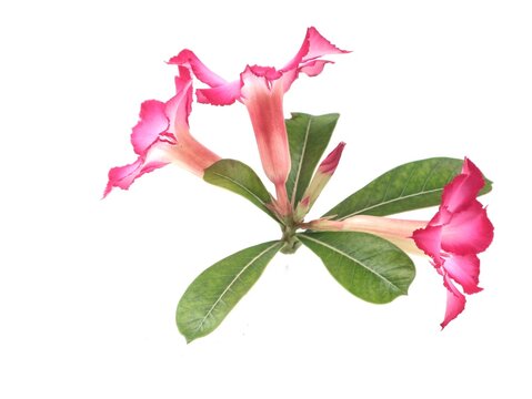 Beautiful pink adenium obesum blossoms, commonly known as desert rose or frangipani kamboja jepang, featuring green leaves and delicate petals, perfectly isolated on a clean white background