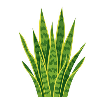 Green snake plant illustration isolated on a white background