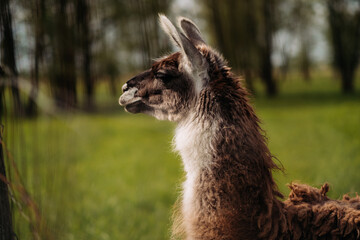 Fototapeta premium An alpaca stands in a meadow, looking up. Fluffy fur, blue sky, green grass