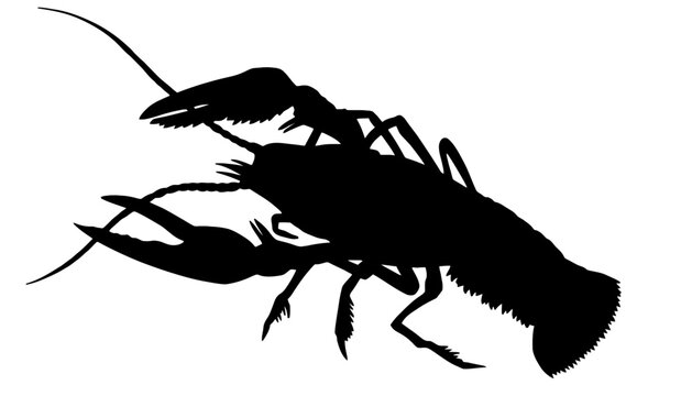 Crayfish silhouette vector illustration crustacean animal
