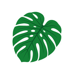 A single green monstera leaf isolated on a white background © saruto