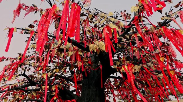 View of a traditional wishing tree adorned with numerous red ribbons and yellow leaves against an overcast sky in Datong, Shanxi, China.