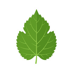 Fototapeta premium A vibrant green leaf silhouette rests on a white background