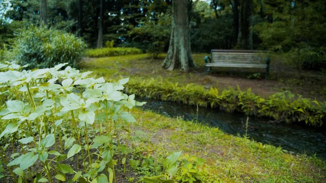 豊かな緑に囲まれた小川のほとりに佇む木製ベンチ 4Kシネマティック映像素材