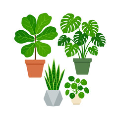 Assorted potted houseplants arranged in colorful contemporary pots © abi