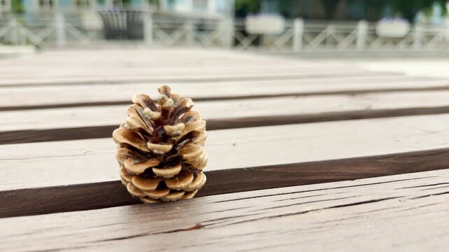 A single pinecone stands upright on a wooden slatted bench. The distant background shows a blurred city plaza with hints of moving traffic. The close-up view highlights natural textures.