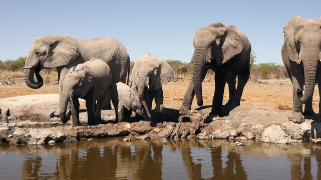 View of a herd of African elephants with calves drinking at a waterhole in the arid savanna of Etosha National Park, Namibia.