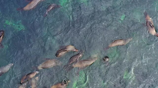 View of a group of seals swimming through the clear turquoise waters of False Bay in Cape Town, Western Cape, South Africa.