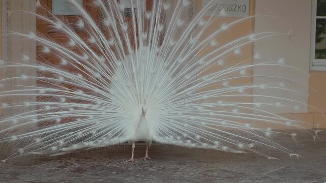 Majestic white peacock displaying its spectacular fully opened tail train