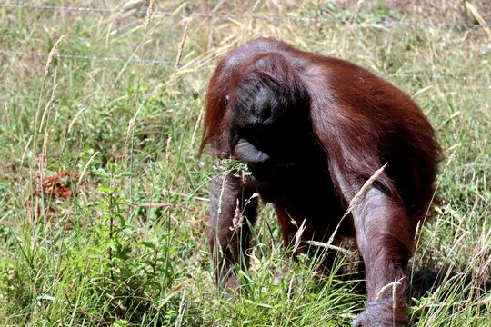 orang outan