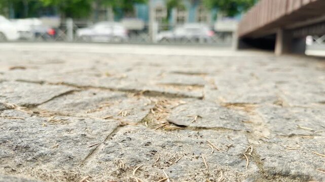 Tiny ants scurry across the cobblestone path of a park. In the blurred background, cars move along the street, contrasting the small insects with urban traffic.