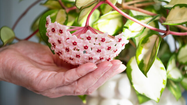 Woman holding blooming pink Hoya carnosa Krimson Queen flower in hand