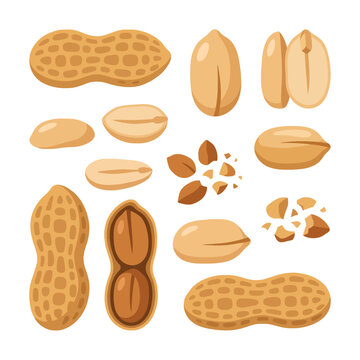 A collection of various peanut illustrations on white