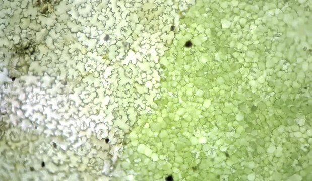  High-magnification microscopic view of a green basil leaf epidermis, clearly showing plant stomata cells and the characteristic tunnels caused by a leaf miner parasite infestation
