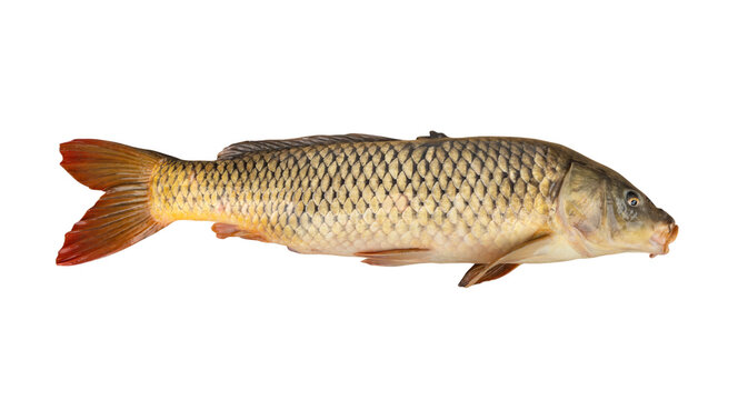 Side view of a large common carp fish on transparent png background