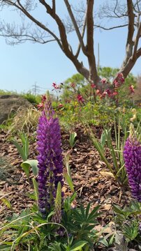 Deep purple lupine flower in spring woods vertical